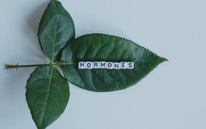 Périménopause 
